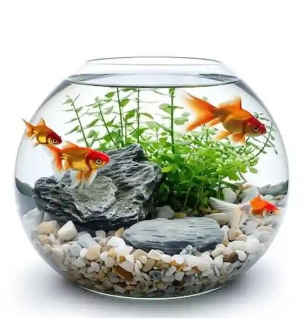 Xona uchun akvarium baliq product image