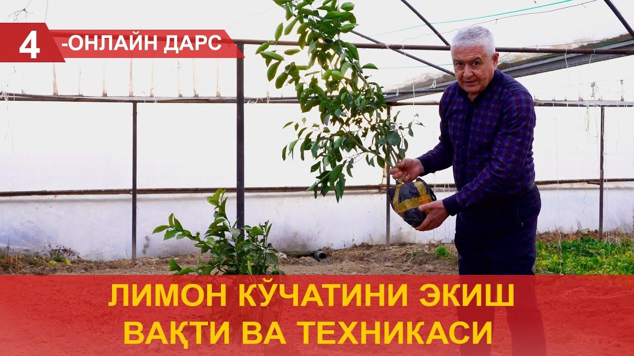 Limon ko‘chatini ekish vaqti va texnikasi 