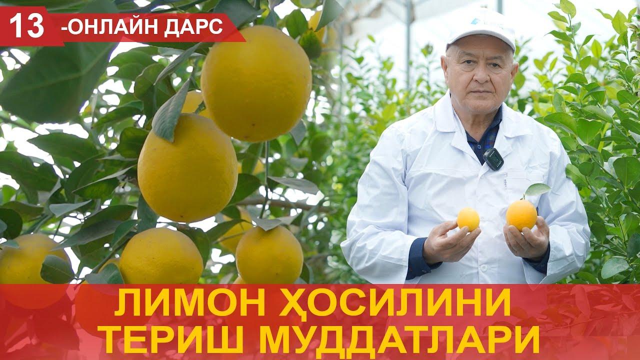 Limon hosilini terish muddatlari