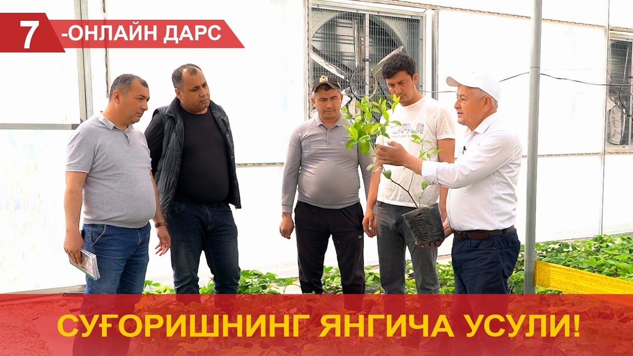 Limon ko‘chatlarini sug‘orishning yangicha usuli