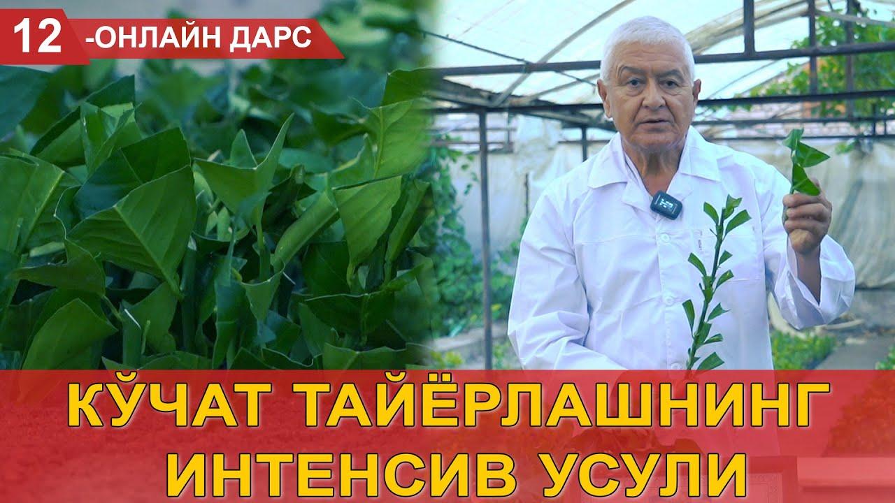 Ko‘chat tayyorlashning intensiv usuli