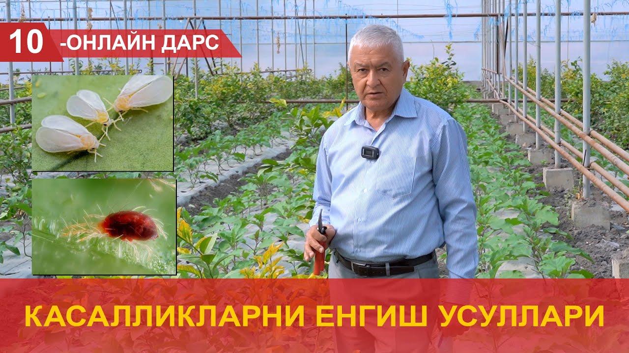 Limon ko‘chatlaridagi kasalliklarni yengish usullari 
